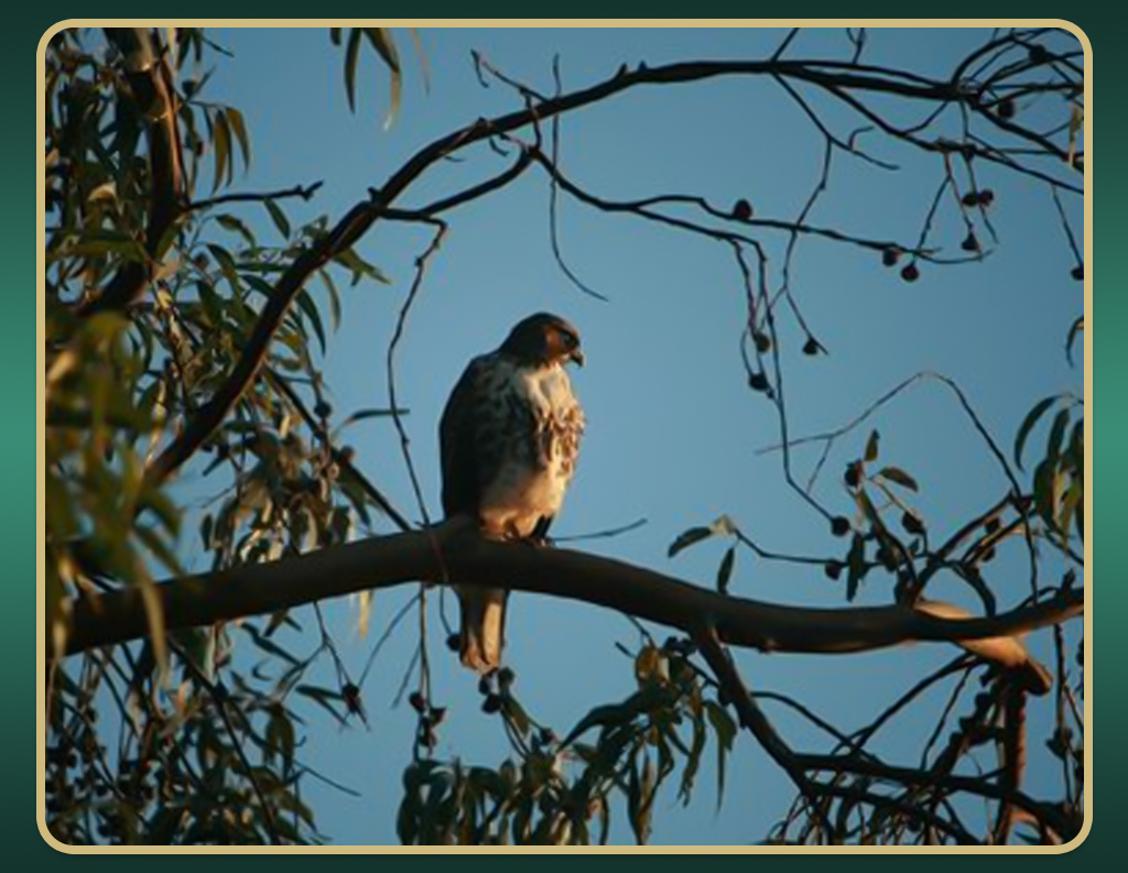 Hawk Roosting Ted Hughes